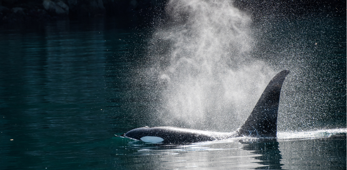 Orca in morning sunlight