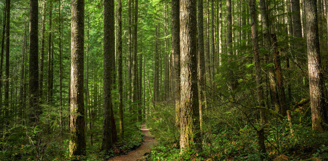 path-through-sunlit-forest-picture-id1205214235